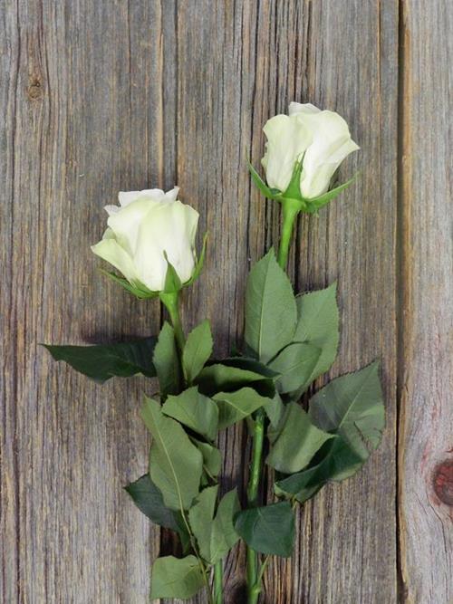 ALBA  WHITE ROSES